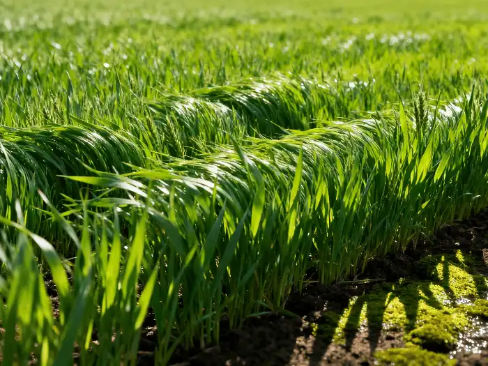 Does Wheat Grass Powder Really Work for Detox?